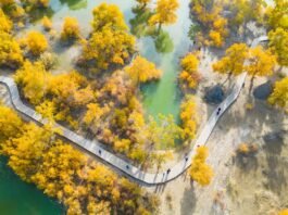 沙雅胡杨:塔里木河畔的千年金黄浪漫