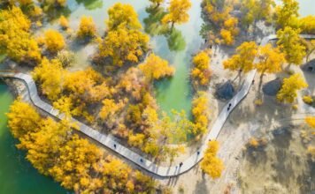 沙雅胡杨:塔里木河畔的千年金黄浪漫