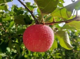 【阿克苏的红苹果】果香溢沙雅,特色林果业绘就富民新图景