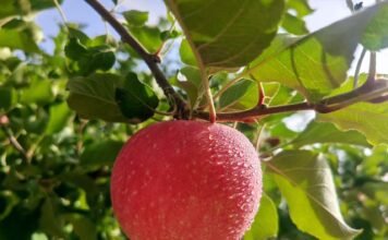 【阿克苏的红苹果】果香溢沙雅,特色林果业绘就富民新图景