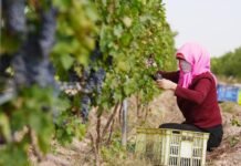 中国2025年巩固拓展脱贫攻坚成果:防返贫守住底线,乡村振兴加速推进