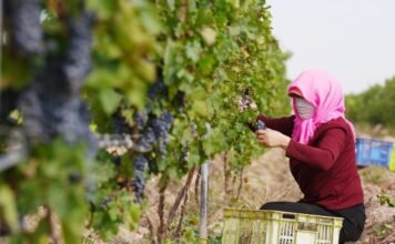 中国2025年巩固拓展脱贫攻坚成果:防返贫守住底线,乡村振兴加速推进