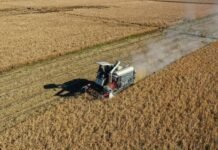 中国粮食产量再创新高 2025年总产超7.1亿吨