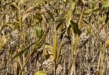 巴西高粱重返中国市场:十年重启,首单试水