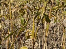 巴西高粱重返中国市场:十年重启,首单试水