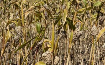 巴西高粱重返中国市场:十年重启,首单试水