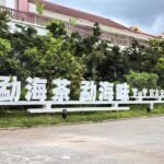 雨林深处的茶香:中国普洱茶第一县的现代化蝶变