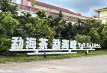 雨林深处的茶香:中国普洱茶第一县的现代化蝶变