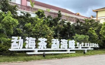 雨林深处的茶香:中国普洱茶第一县的现代化蝶变