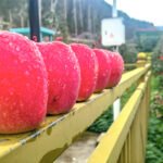 田间地头看振兴 海外华文媒体探秘茂县苹果致富密码